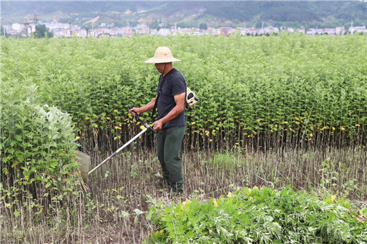 【湖北】【客戶稿件】黃岡蘄春3萬多個貧困戶種艾穩定增收過億元