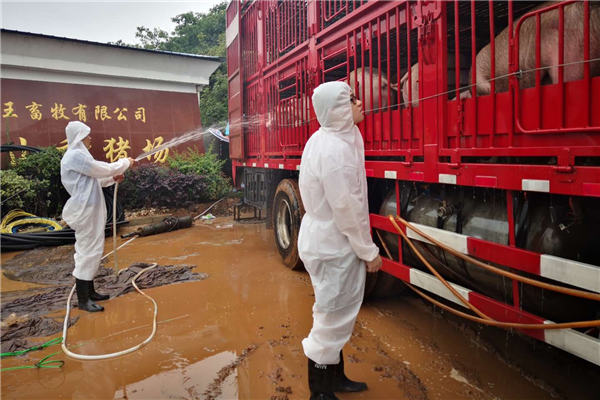 【B】武漢海關克服特大暴雨災害影響保障活豬安全供港