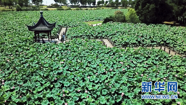 水上葉田田 驕陽風荷舉