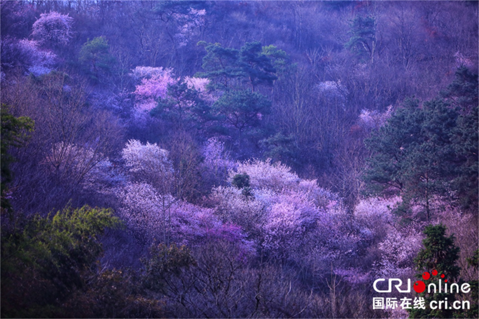 【與春天撞個滿懷 打卡最美春景】荊門東寶：醉美山櫻 只此爛漫_fororder_圖片1