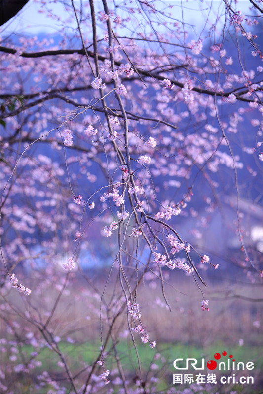 【與春天撞個滿懷 打卡最美春景】荊門東寶：醉美山櫻 只此爛漫_fororder_圖片7