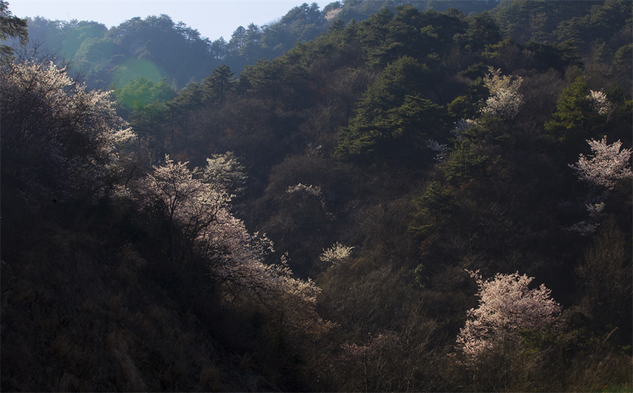 【與春天撞個滿懷 打卡最美春景】龜峰山景區櫻花谷野櫻迎春綻放_fororder_圖片8