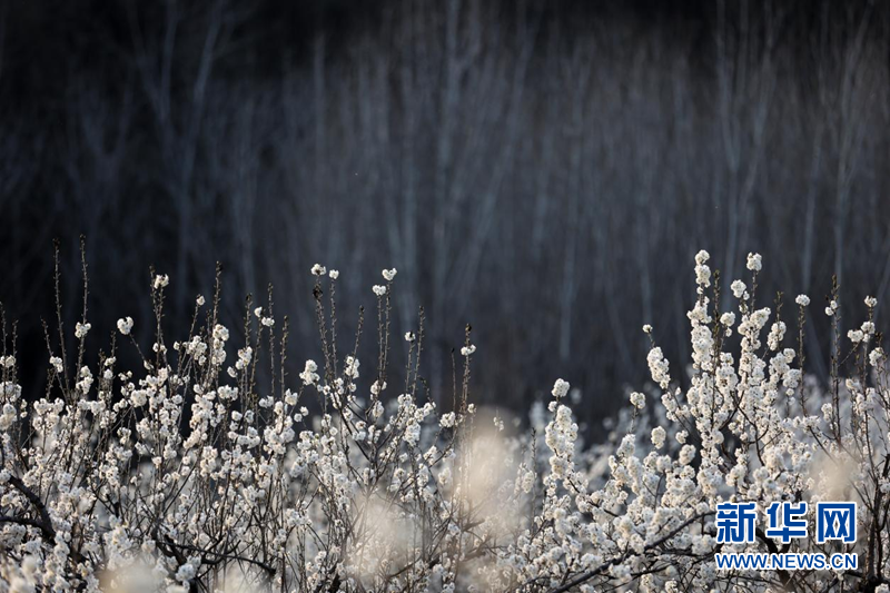 湖北南漳：櫻桃花開一樹春