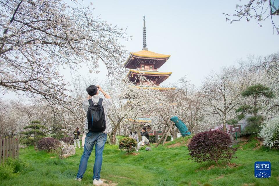 武漢：櫻花繽紛遊人醉