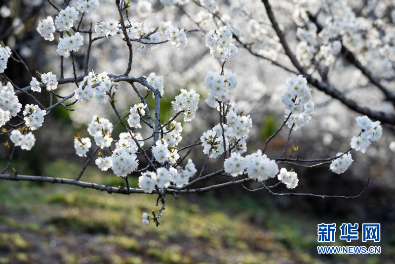 湖北南漳：櫻桃花開一樹春