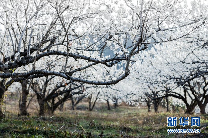 湖北南漳：櫻桃花開一樹春