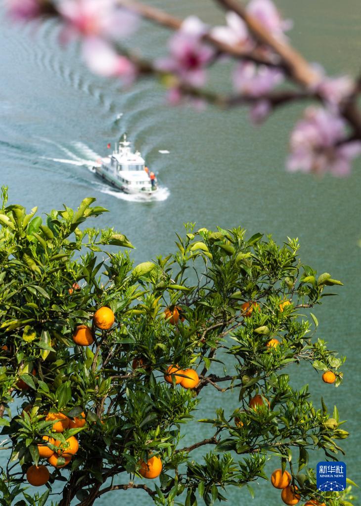 湖北秭歸：花艷橙香三峽美