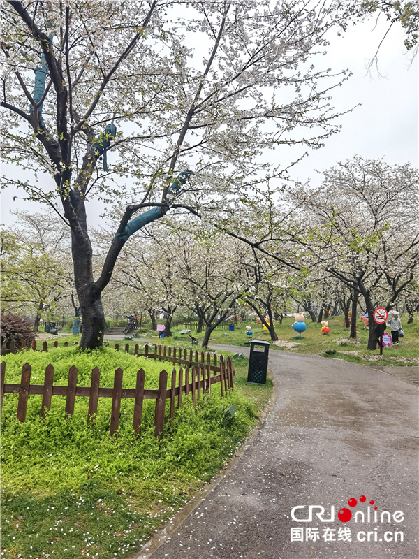 【與春天撞個滿懷 打卡最美春景】武漢東湖櫻園：_fororder_4