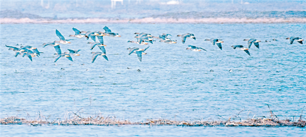 武漢城市圈四市合作共保水生態環境 40種珍稀鳥類長年棲息梁子湖_fororder_01