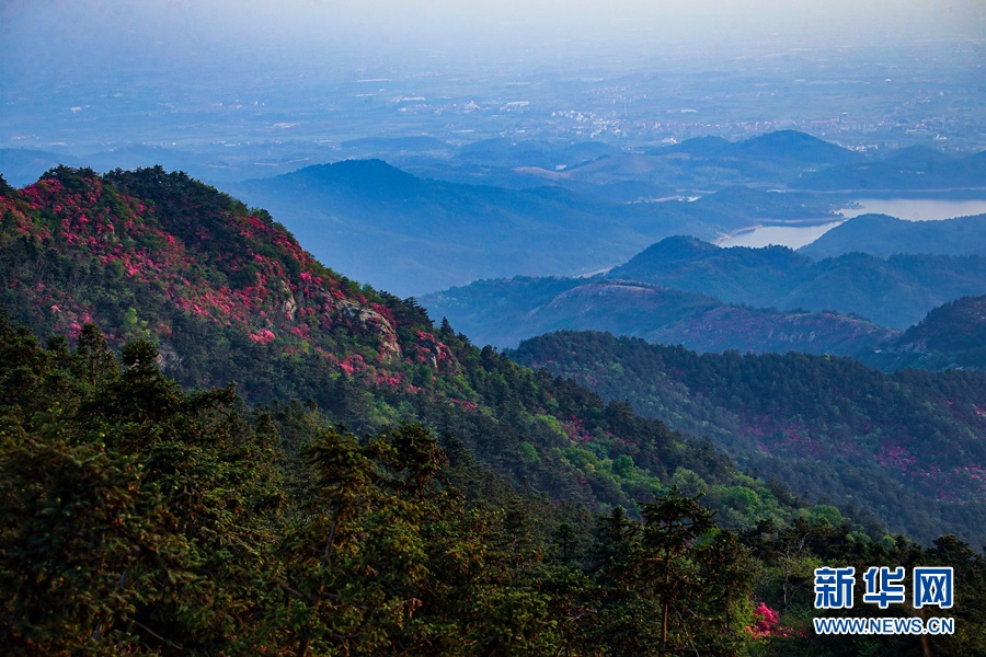 人間四月好風光 杜鵑花開映山紅