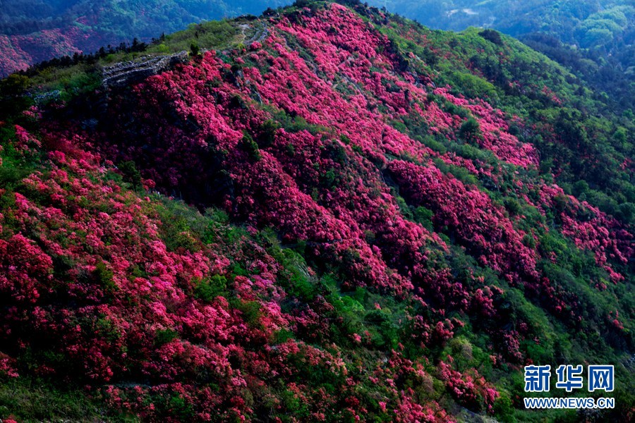 人間四月好風光 杜鵑花開映山紅