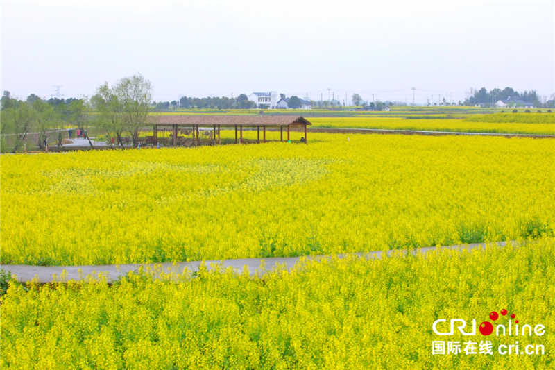 花漾荊門｜“2022年網絡媒體荊採行”走進沙洋_fororder_圖片4