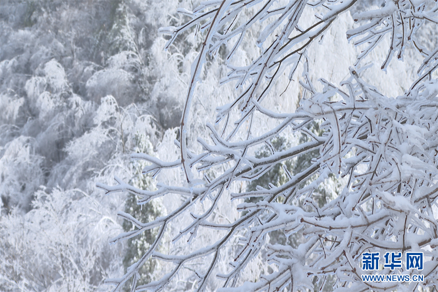 別樣春光！大雪飄落神農架