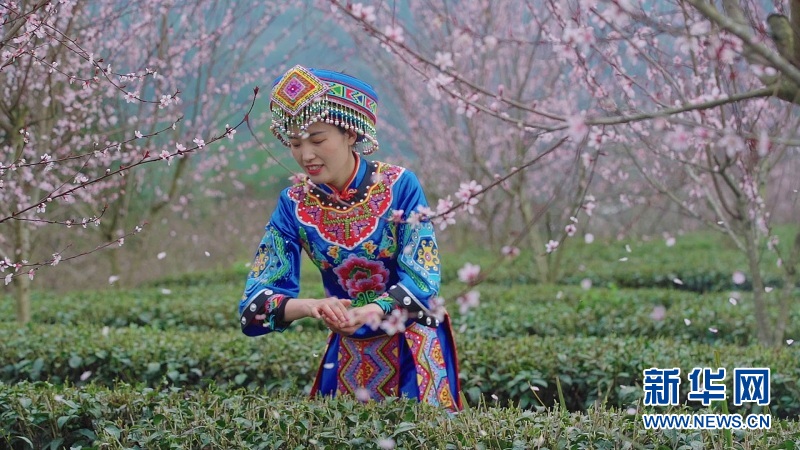 春染來鳳 邂逅一場繁花似錦