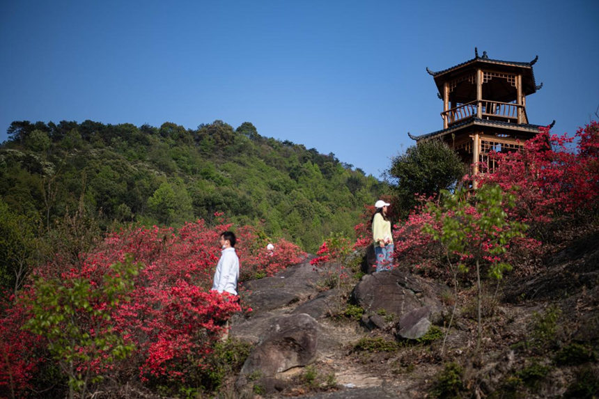 湖北浠水：人間芳菲盛 杜鵑花開迎客來