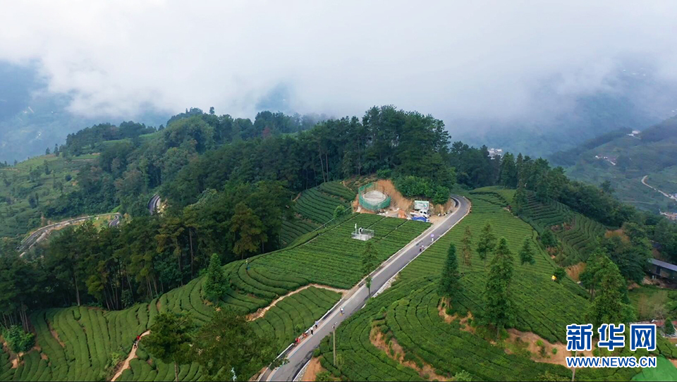 醉美宜昌鄧村：霧鎖茶園似仙境