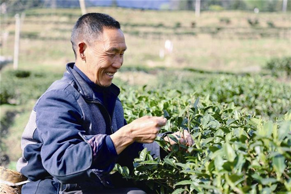 共飲“一杯茶” 同心譜“茶經” ——宜荊荊恩四地攜手弘揚茶文化做大茶産業_fororder_03