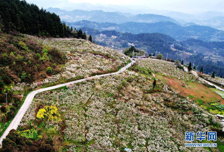 湖北咸豐：千畝梨花醉山城