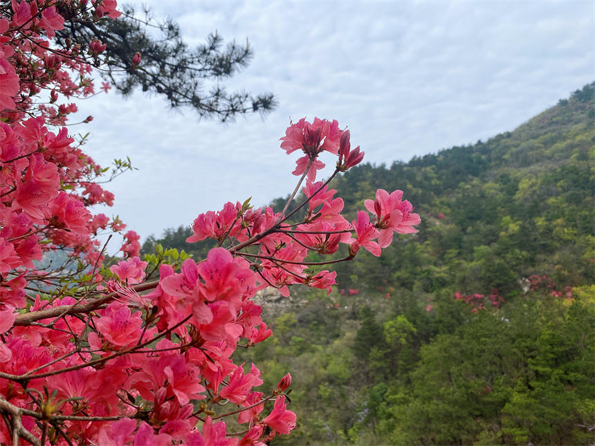 最美人間四月天 漫山杜鵑花正紅