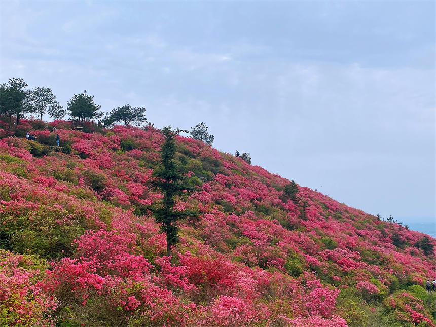 最美人間四月天 漫山杜鵑花正紅