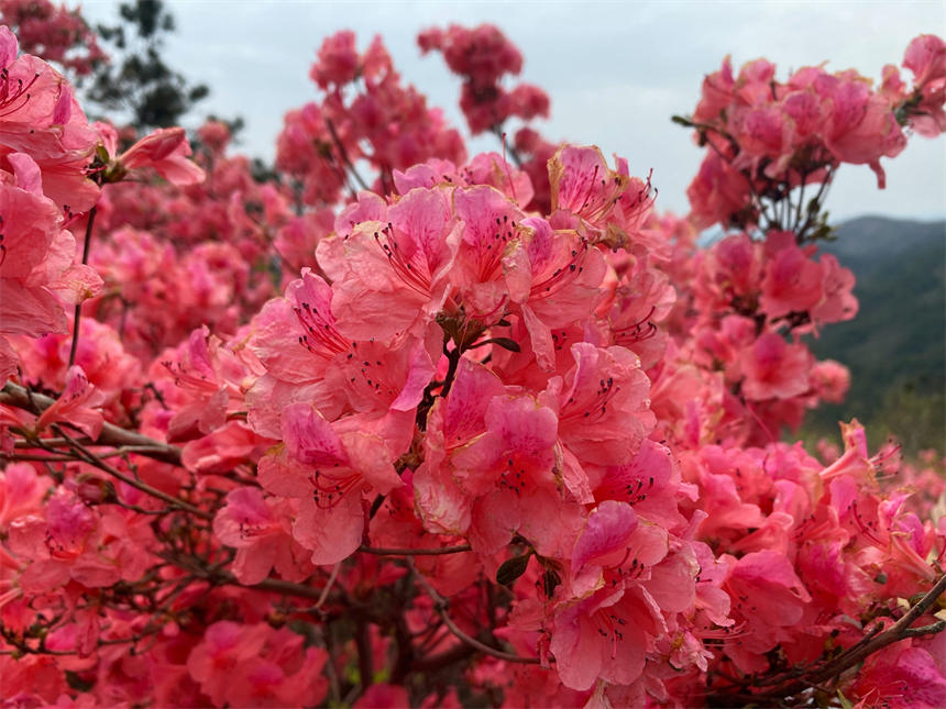 最美人間四月天 漫山杜鵑花正紅