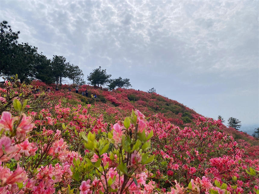 最美人間四月天 漫山杜鵑花正紅