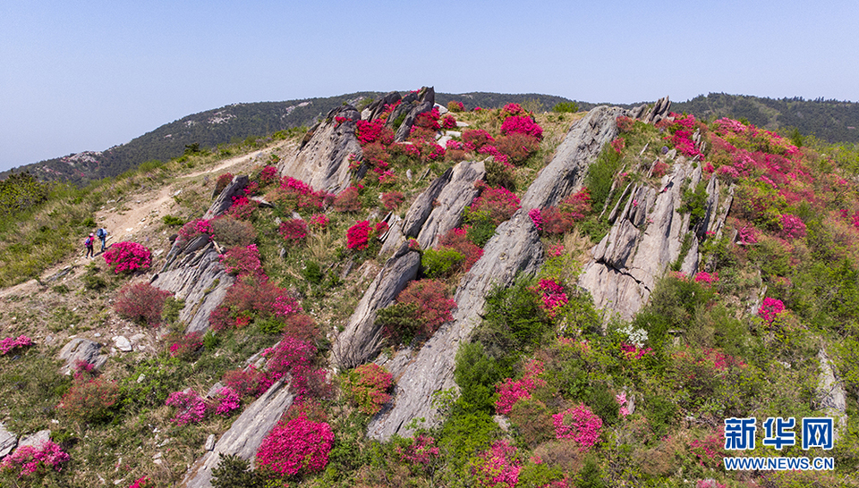 杜鵑怒放雙峰山 漫山遍野如雲霞