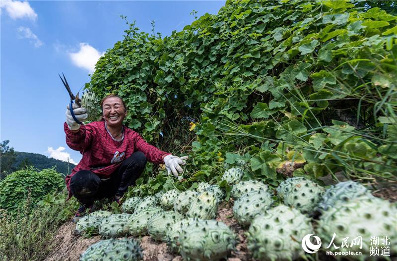 湖北秭歸特色果蔬助農脫貧增收