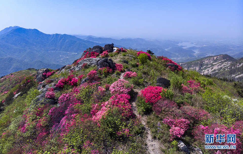 杜鵑怒放雙峰山 漫山遍野如雲霞