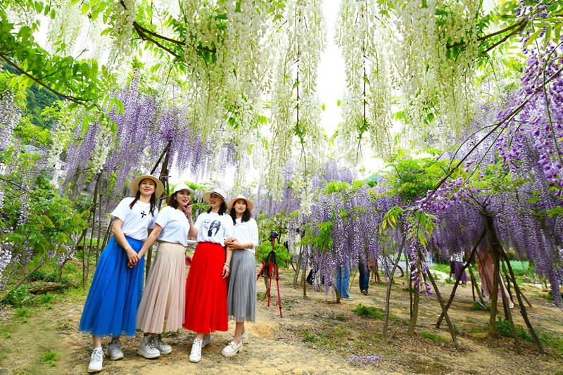 湖北省十堰市張灣區：紫藤花開美如瀑