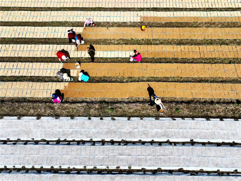 湖北鐘祥：穀雨時節農事忙_fororder_圖片5