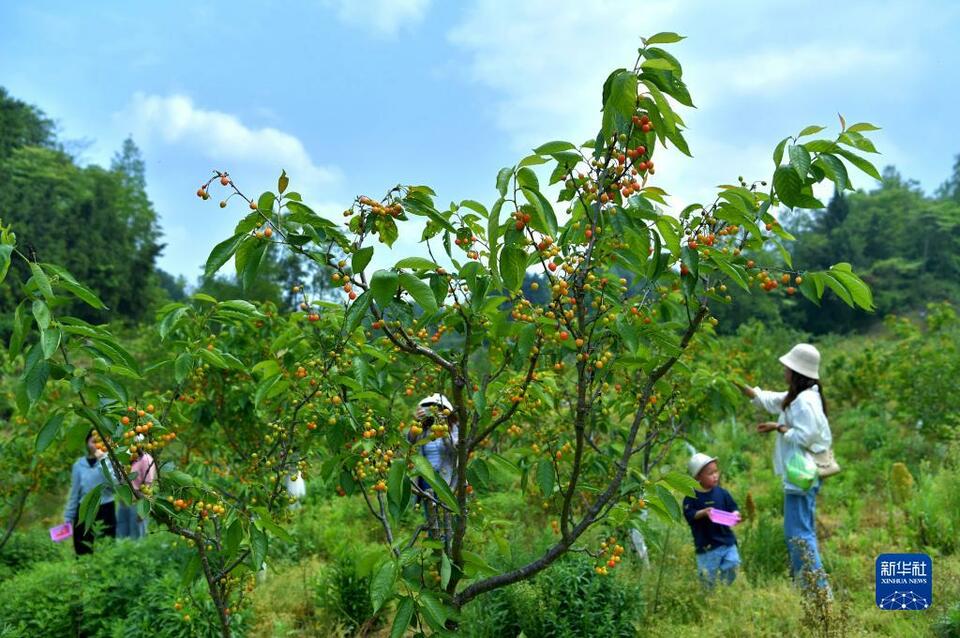 湖北恩施：引種櫻桃樹 果熟鄉村興