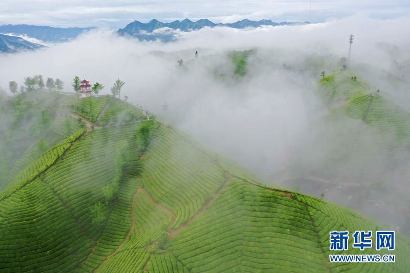 湖北鶴峰：茶山畫卷連天際