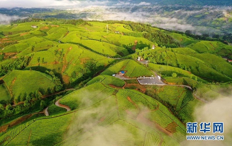 湖北鶴峰：茶山畫卷連天際