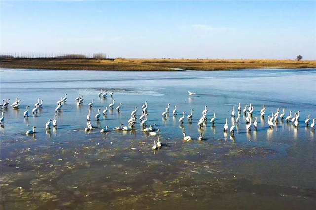 【附參考連結】武漢蔡甸加緊沉湖濕地環境提升 迎接《濕地公約》締約方大會_fororder_微信圖片_20220428180356