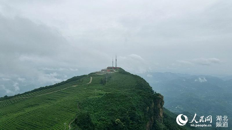 湖北宜都：高山茶園雲霧繚繞似仙境