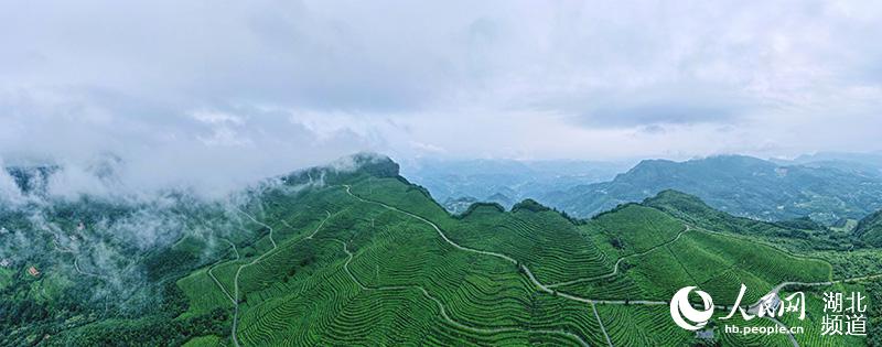 湖北宜都：高山茶園雲霧繚繞似仙境