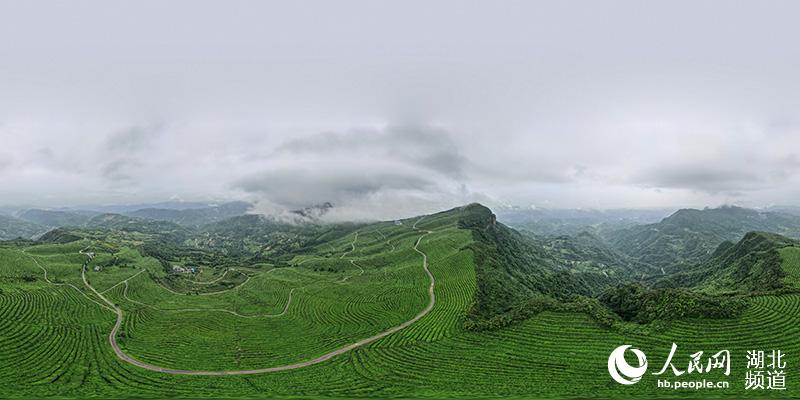 湖北宜都：高山茶園雲霧繚繞似仙境