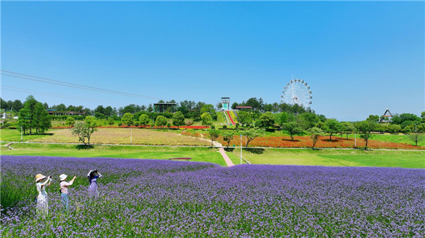 30萬株花開成海 武漢黃陂木蘭花海樂園馬鞭草迎客來_fororder_圖片5