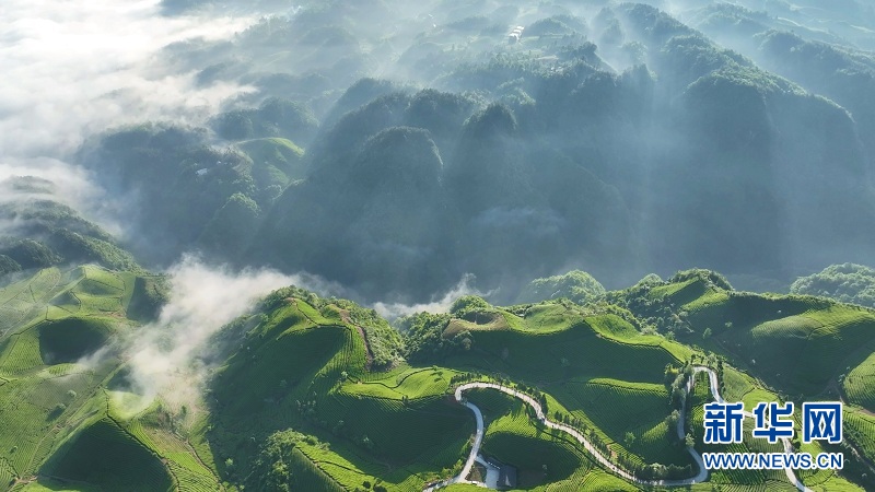 湖北鶴峰：萬畝茶山 “碧波”盪漾