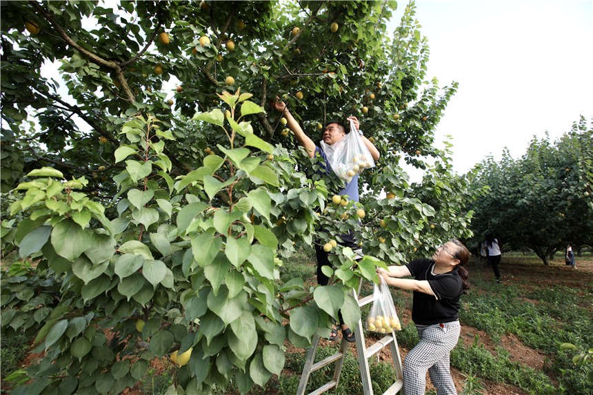 湖北襄陽襄城區：杏子成熟引客來