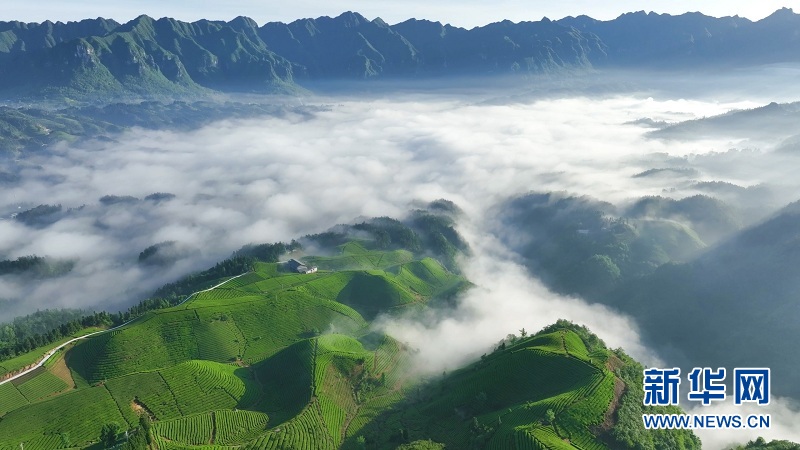 湖北鶴峰：萬畝茶山 “碧波”盪漾