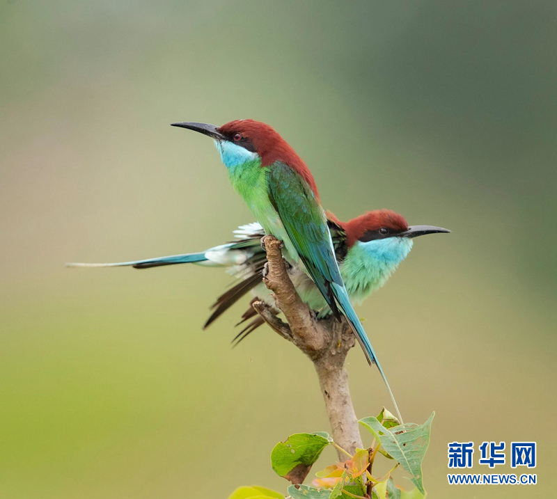 初夏萌“虎” 枝頭秀美