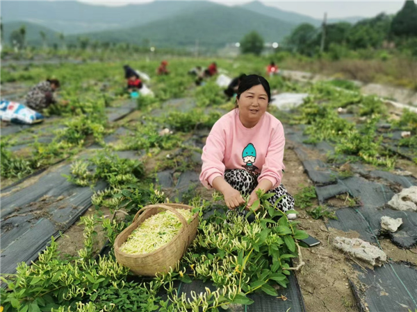 荊門東寶：種下金銀花 才有金銀“花”_fororder_圖片1