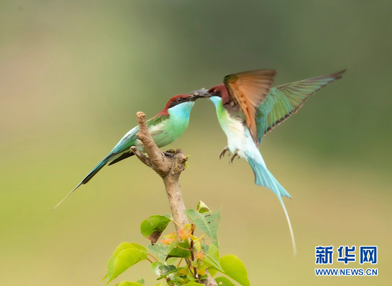 初夏萌“虎” 枝頭秀美