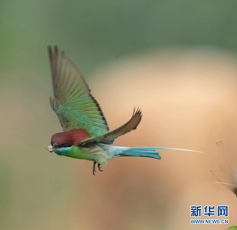 初夏萌“虎” 枝頭秀美