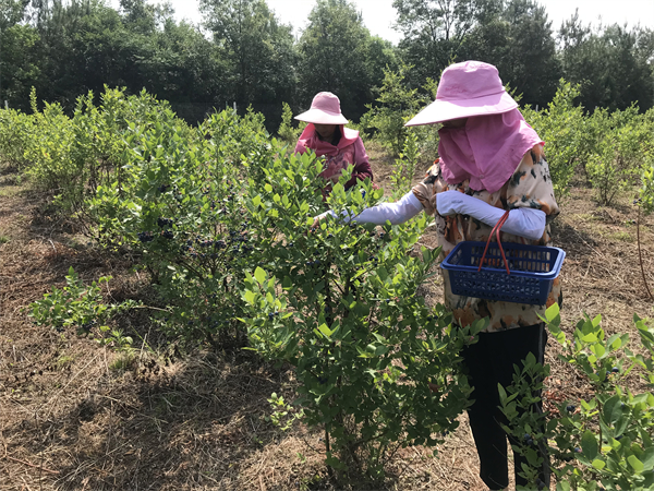 荊門東寶區：小小藍莓繪就産業振興“莓”好“藍圖”_fororder_微信圖片_20220616142604