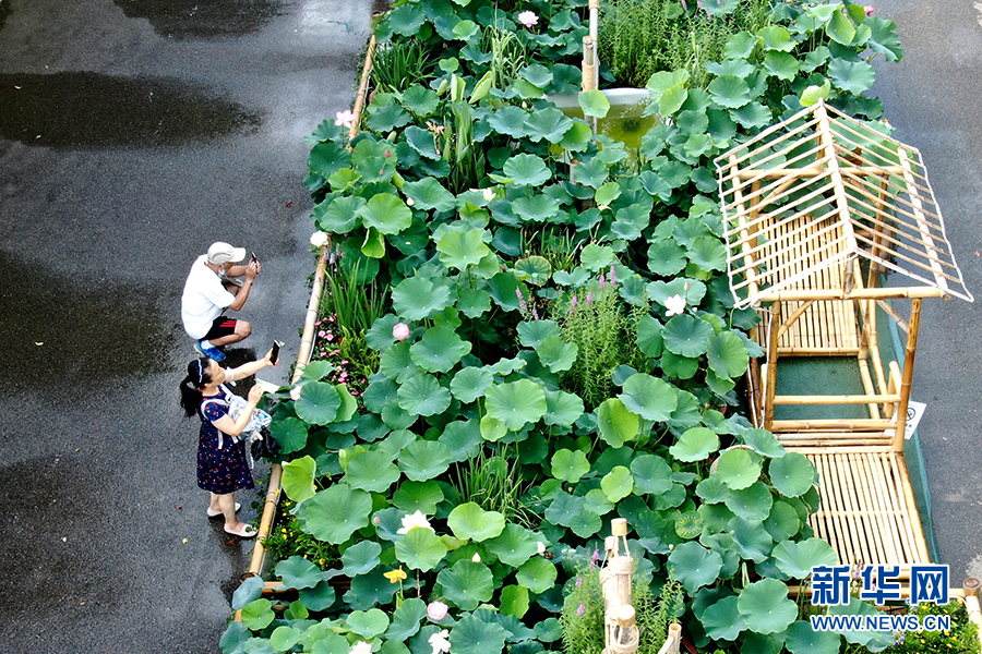 湖北武漢：夏日荷花迎客來