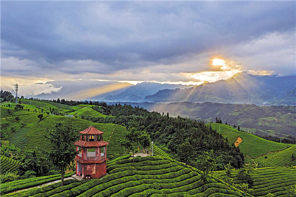 恩施鶴峰走馬鎮：荒山變成生態茶園_fororder_1