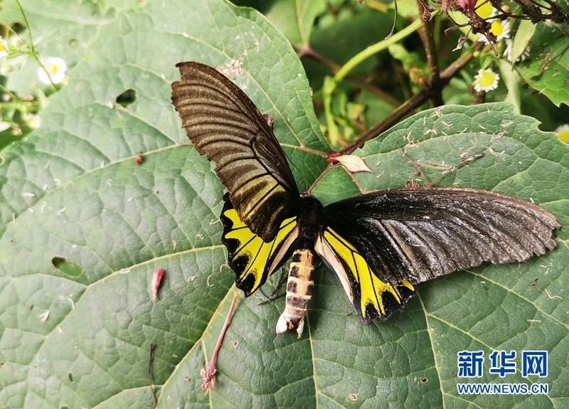 湖北漳河源自然保護區首次發現稀有蝴蝶品種——金裳鳳蝶